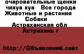очаровательные щенки чихуа-хуа - Все города Животные и растения » Собаки   . Астраханская обл.,Астрахань г.